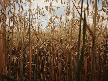 Close-up of stalks in field