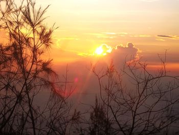 Silhouette bare trees against sky during sunset