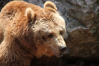 Brown bear against rock at zoo