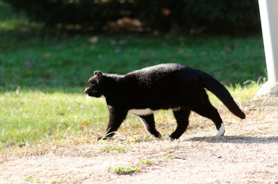 Black cat walking on field