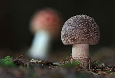 fungus