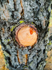 Close-up of fungus on tree trunk