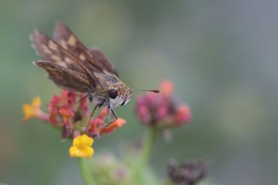 Close-up of insect on flower