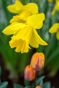 Close-up of yellow flowering plant