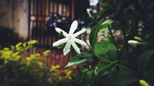 Close-up of white flowering plant.