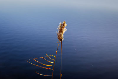 Low angle view of plant against clear sky