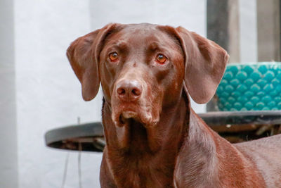 Close-up portrait of dog