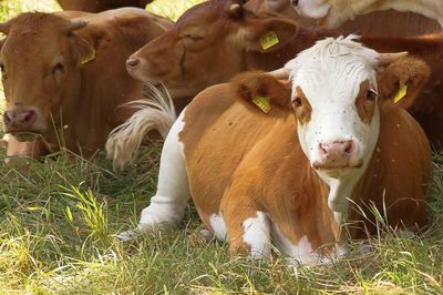 Cows on field