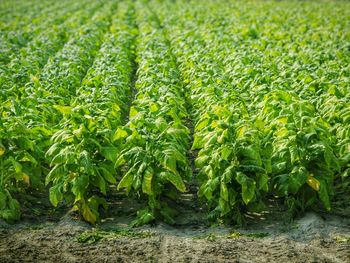 Plant growing in field