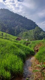 Scenic view of rice field against sky