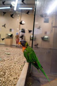 animal themes