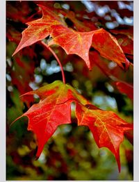 Close-up of leaves on branch