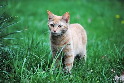 Cat looking away on field