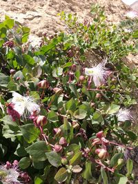 High angle view of flowers blooming outdoors