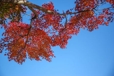 Low angle view of tree against clear blue sky