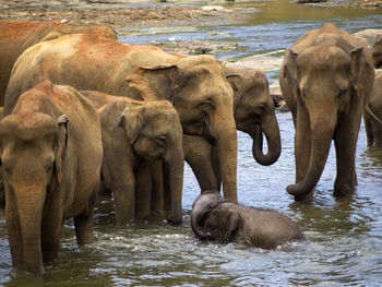 indian elephant