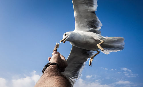 Low angle view of seagull on hand against sky