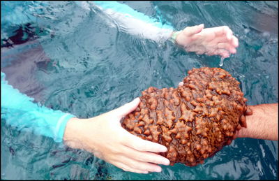 High angle view of man holding ice cream in sea