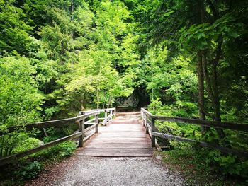 Footbridge amidst trees in forest