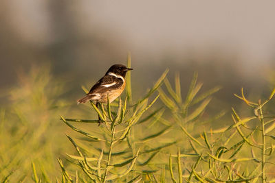 Bird perching on plant