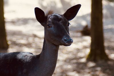 Close-up portrait of a deer 