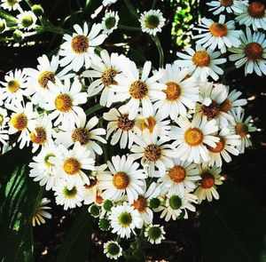 Close-up of white daisy flowers