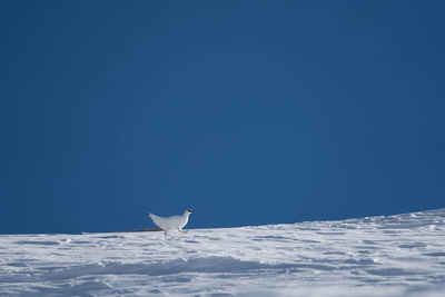 Seagull on snow covered landscape against clear blue sky