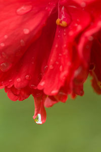 Macro shot of water drops on red flower