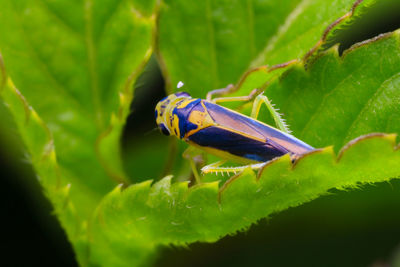 Close-up of insect on leaf