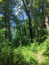 Trees in forest