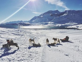 Sled dogs on snow covered field by lake against sky on sunny day