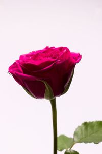 Close-up of pink rose against white background