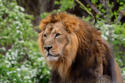 Close-up of lion