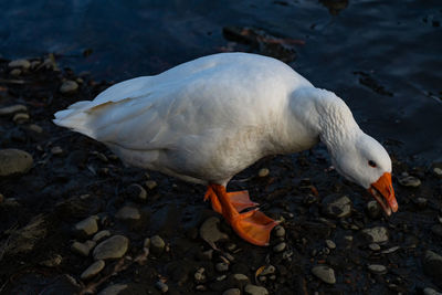 High angle view of white swan in lake