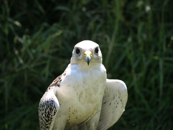 Close-up of a bird