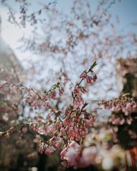 Close-up of cherry blossom tree