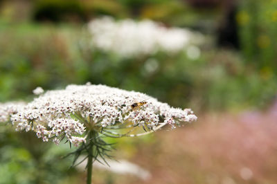 Close-up of flowering plant