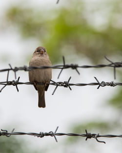 Bird on barbed wire fence