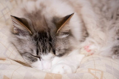 Close-up of cat sleeping on bed