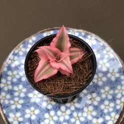 High angle view of potted plant