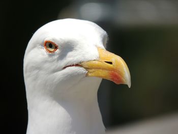 Close-up of a bird on white background