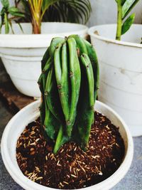 Close-up of potted plant on table