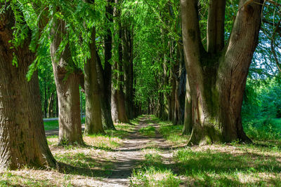 Trees in forest