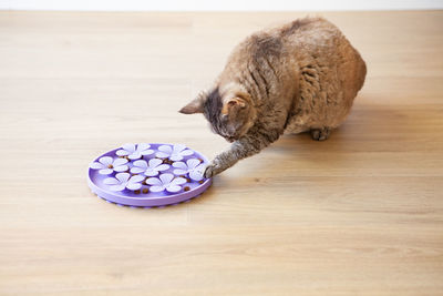 High angle view of cat on wooden table