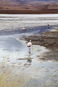 Panoramic view of lagoon laguna de canapa with flamingo at uyuni in bolivia,south america