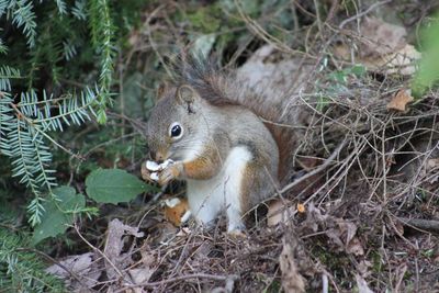 Close-up of squirrel eating food on field