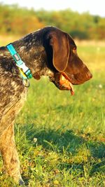 Close-up of dog on field
