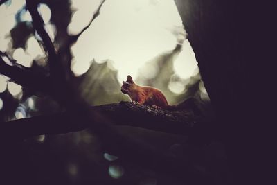 Low angle view of bird perching on branch