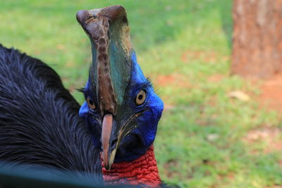 Close-up of a bird