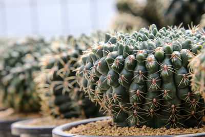 Close-up of succulent plant